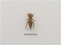 藏品(直翅目(3))的圖片